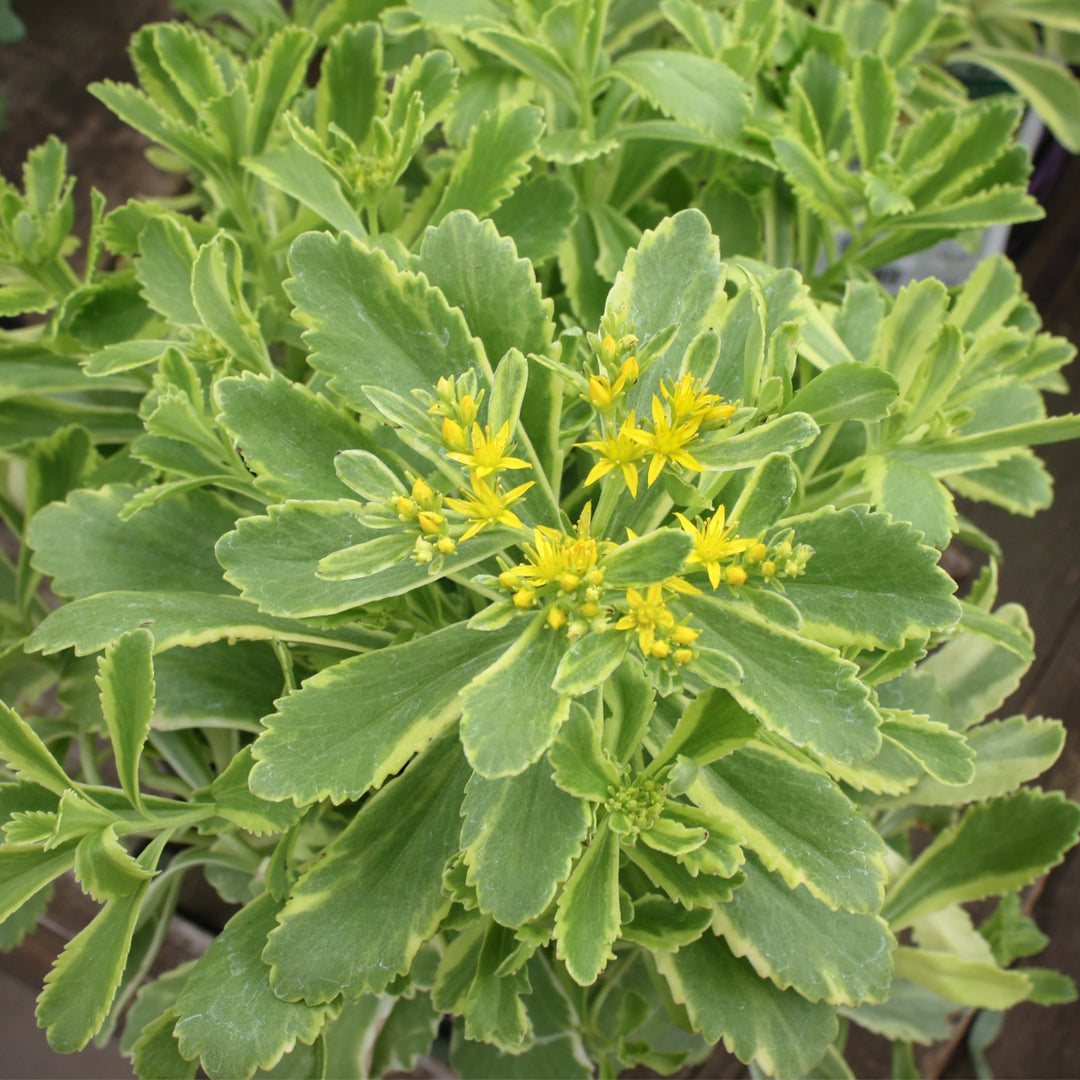 Sedum ellacombianum 'Cutting Edge' Creeping Sedum, 1 Gallon Perennials