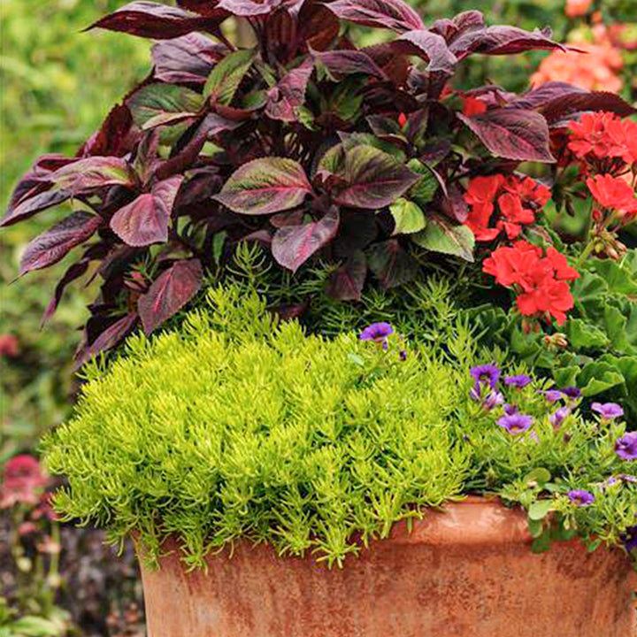 Sedum x 'Lemon Ball' Creeping Sedum, 1 Quart Perennials