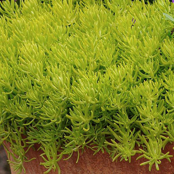 Sedum x 'Lemon Ball' Creeping Sedum, 1 Quart Perennials