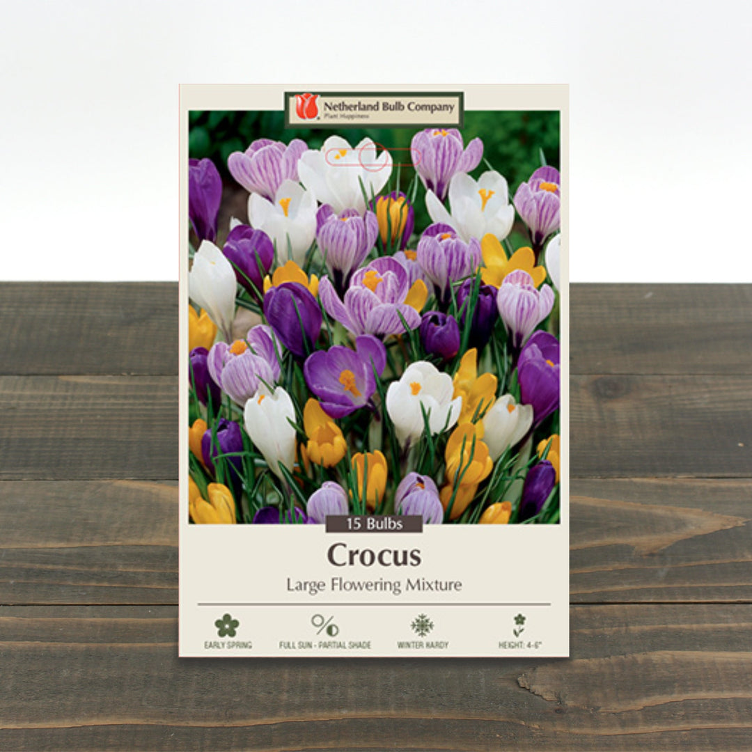 Crocus Large Flowering Mixture
