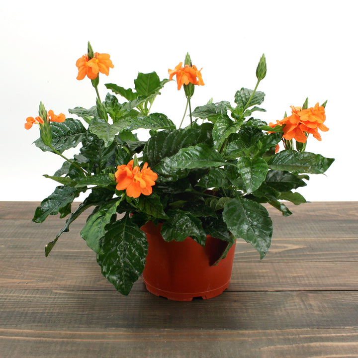 Sunlet Nursery generic Crossandra Sundance (Crossandra infundibuliformis), 6 Inch houseplant