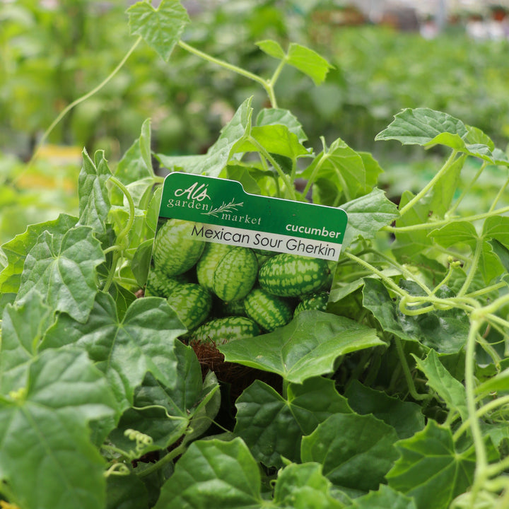 Mexican Sour Gherkin Cucumber
