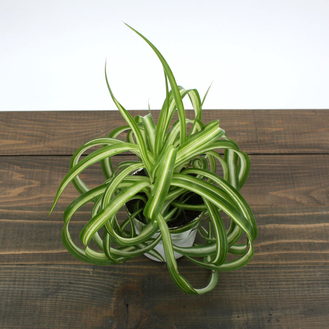 Chlorophytum comosum 'Bonnie' Spider Plant, 6 Inch Houseplants