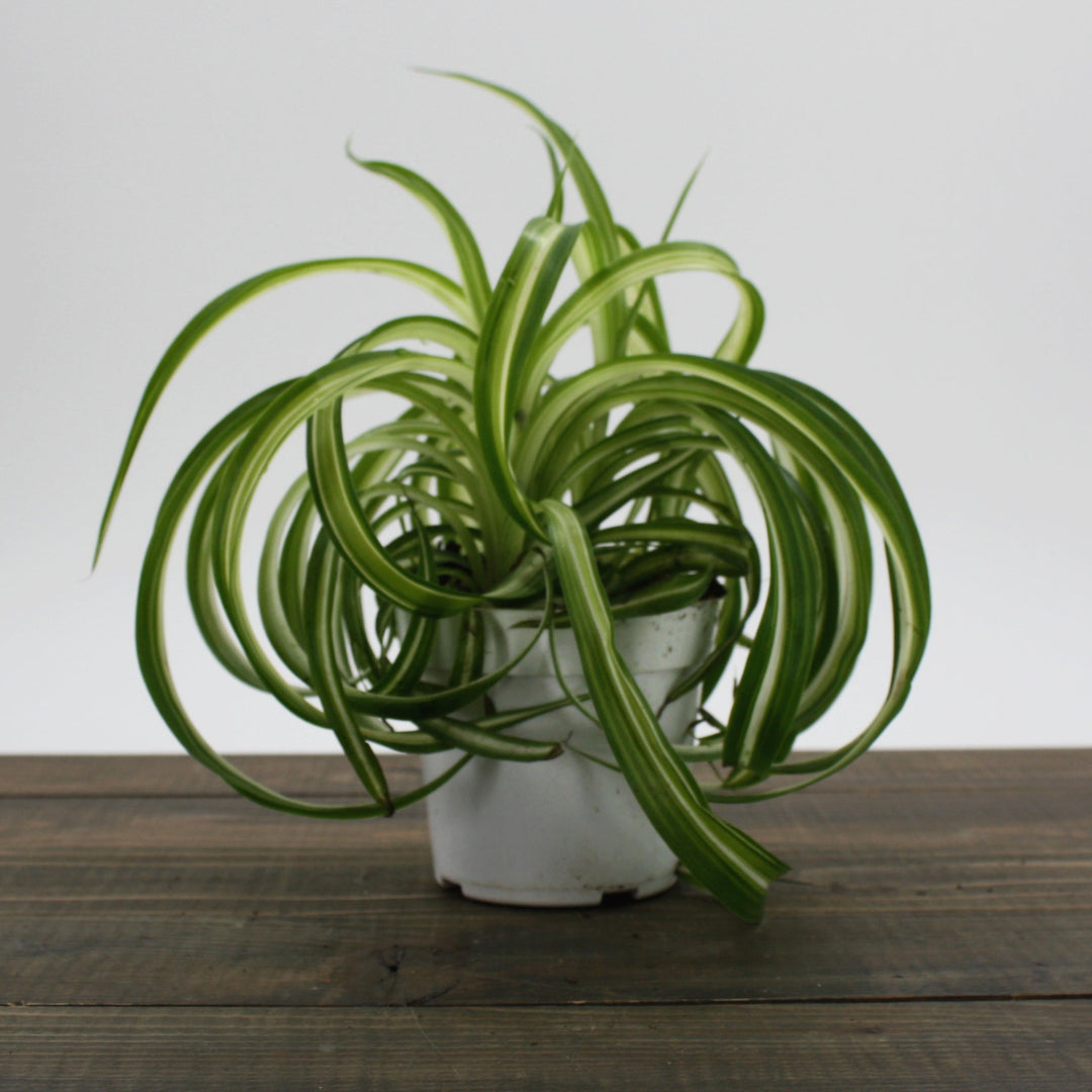Chlorophytum comosum 'Bonnie' Spider Plant, 6 Inch Houseplants