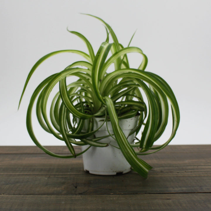 Chlorophytum comosum 'Bonnie' Spider Plant, 6 Inch Houseplants