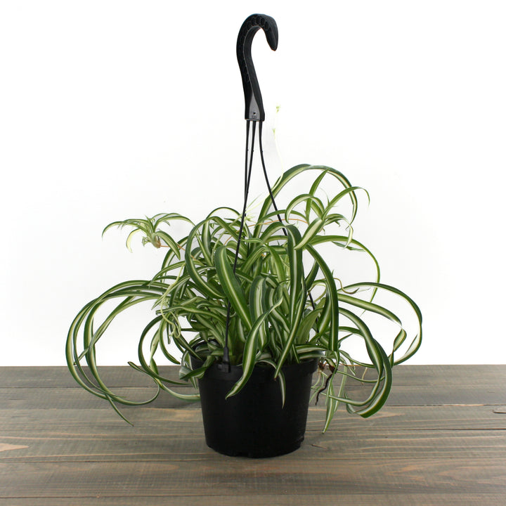 Al's Garden & Home 'Bonnie (Curly Spider Plant)' Spider Plant (Chlorophytum comosum), 8 Inch Hanging Basket houseplant