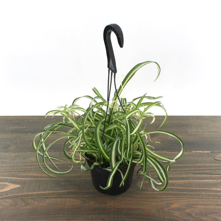 Al's Garden & Home 'Bonnie (Curly Spider Plant)' Spider Plant (Chlorophytum comosum), 6 Inch Hanging Basket houseplant