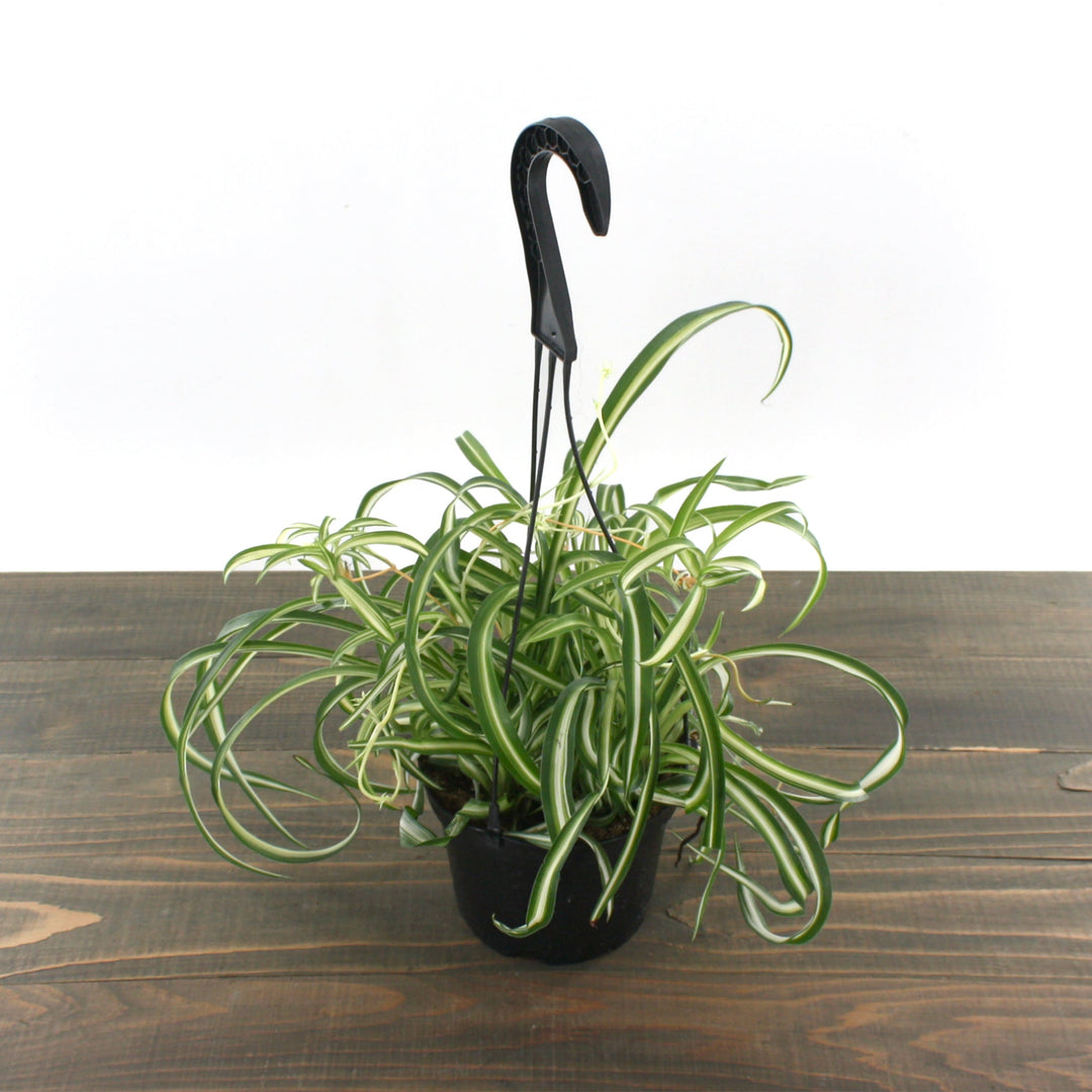 Chlorophytum comosum 'Bonnie' Spider Plant, 6 Inch Houseplants