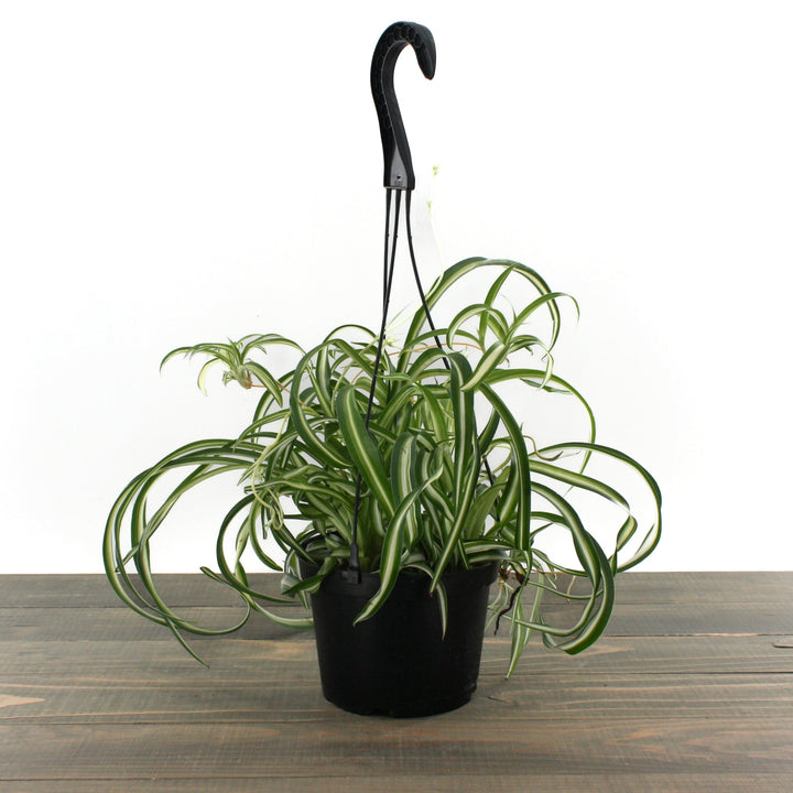 Chlorophytum comosum 'Bonnie' Spider Plant, 6 Inch Houseplants