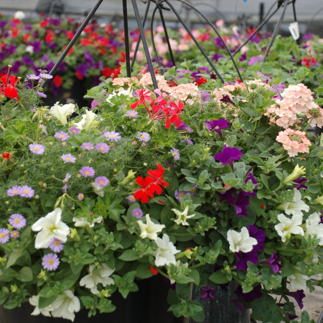 Spring Hanging Basket