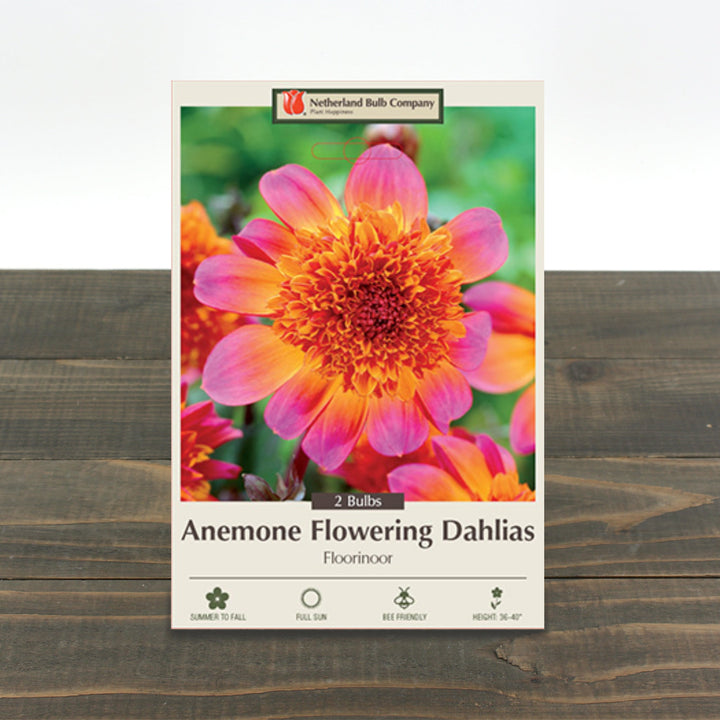 Dahlia Anemone Flowering 'Floorinoor'