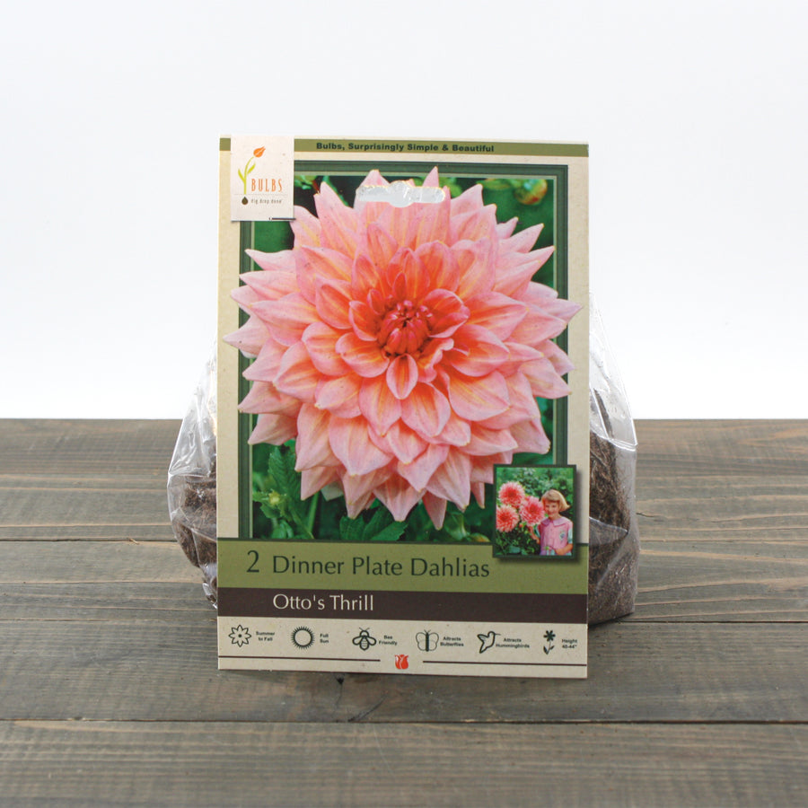 Dahlia Bulb 'Otto's Thrill' Dinner Plate Dahlia 2 Pack Al's Garden