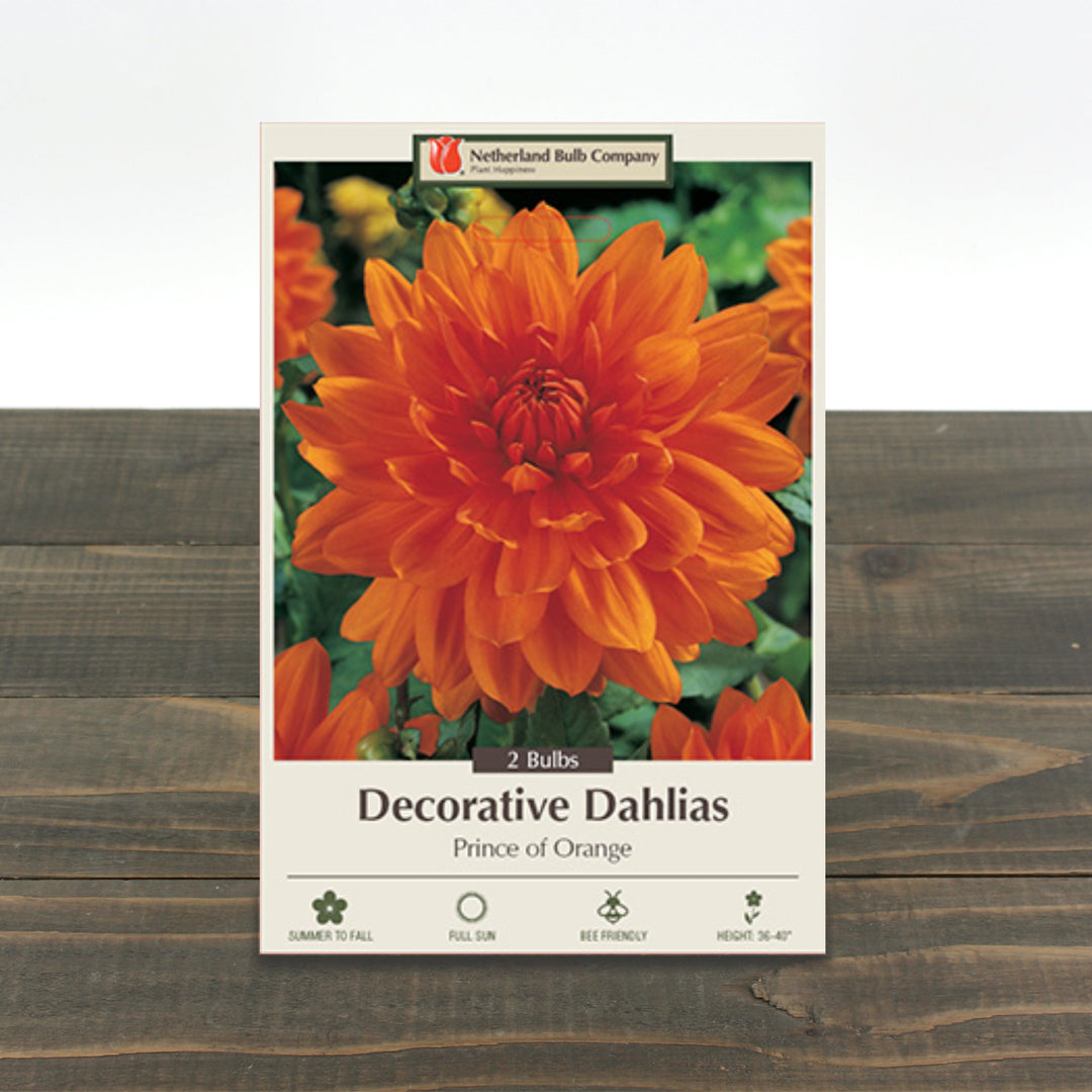 Dahlia Decorative 'Prince of Orange'