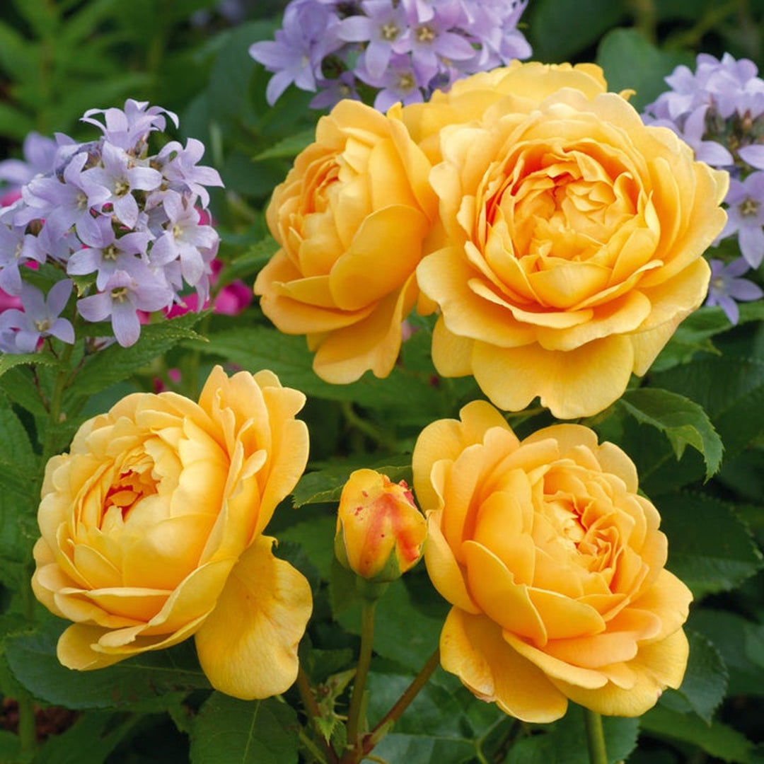 Rosa x 'Ausgold' David Austin Rose, 5 Gallon Shrubs