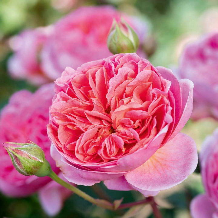 Rosa x 'Auscousin' David Austin Rose, 5 Gallon Shrubs