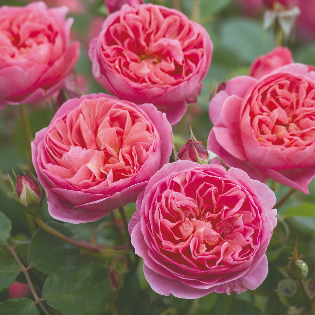 Rosa x 'Auscousin' David Austin Rose, 5 Gallon Shrubs