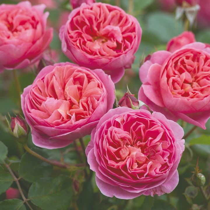 Rosa x 'Auscousin' David Austin Rose, 5 Gallon Shrubs