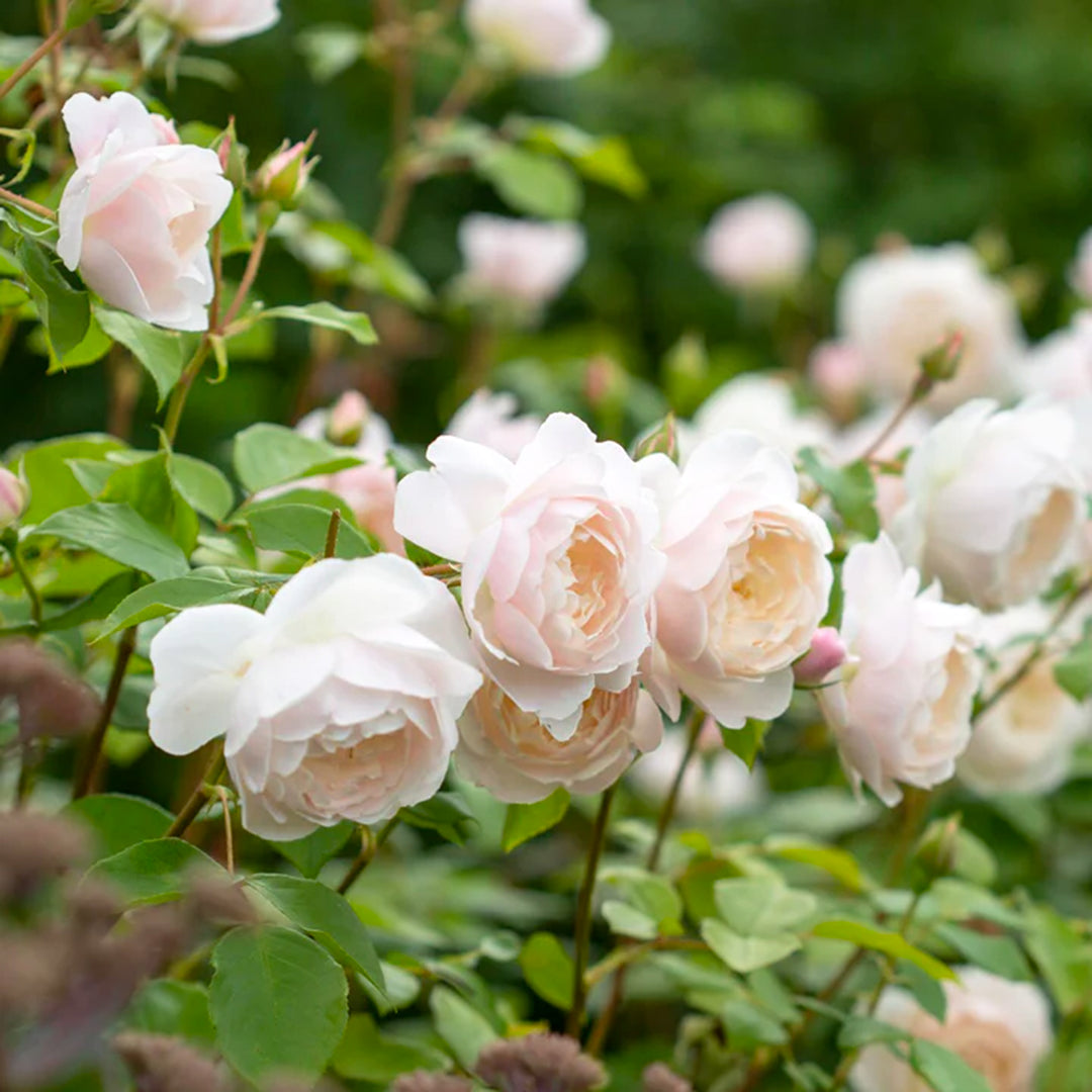 David Austin Rose - 'Desdemona'