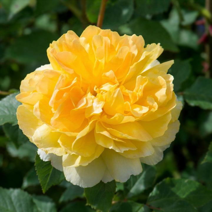 Rosa x 'Ausmol' David Austin Rose, 3 Gallon Shrubs