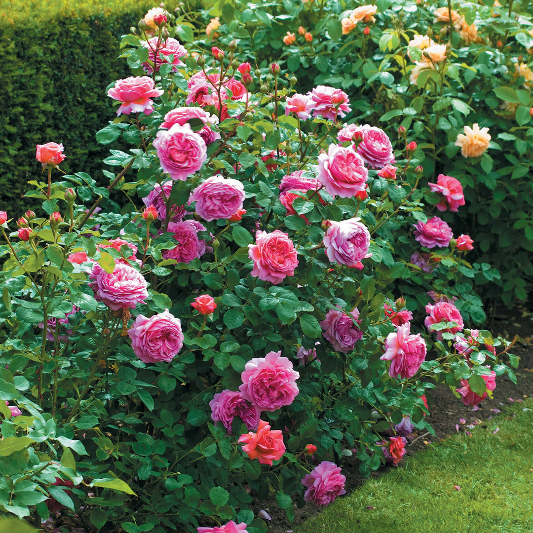 Rosa x 'Ausmerchant' David Austin Rose, 5 Gallon Shrubs