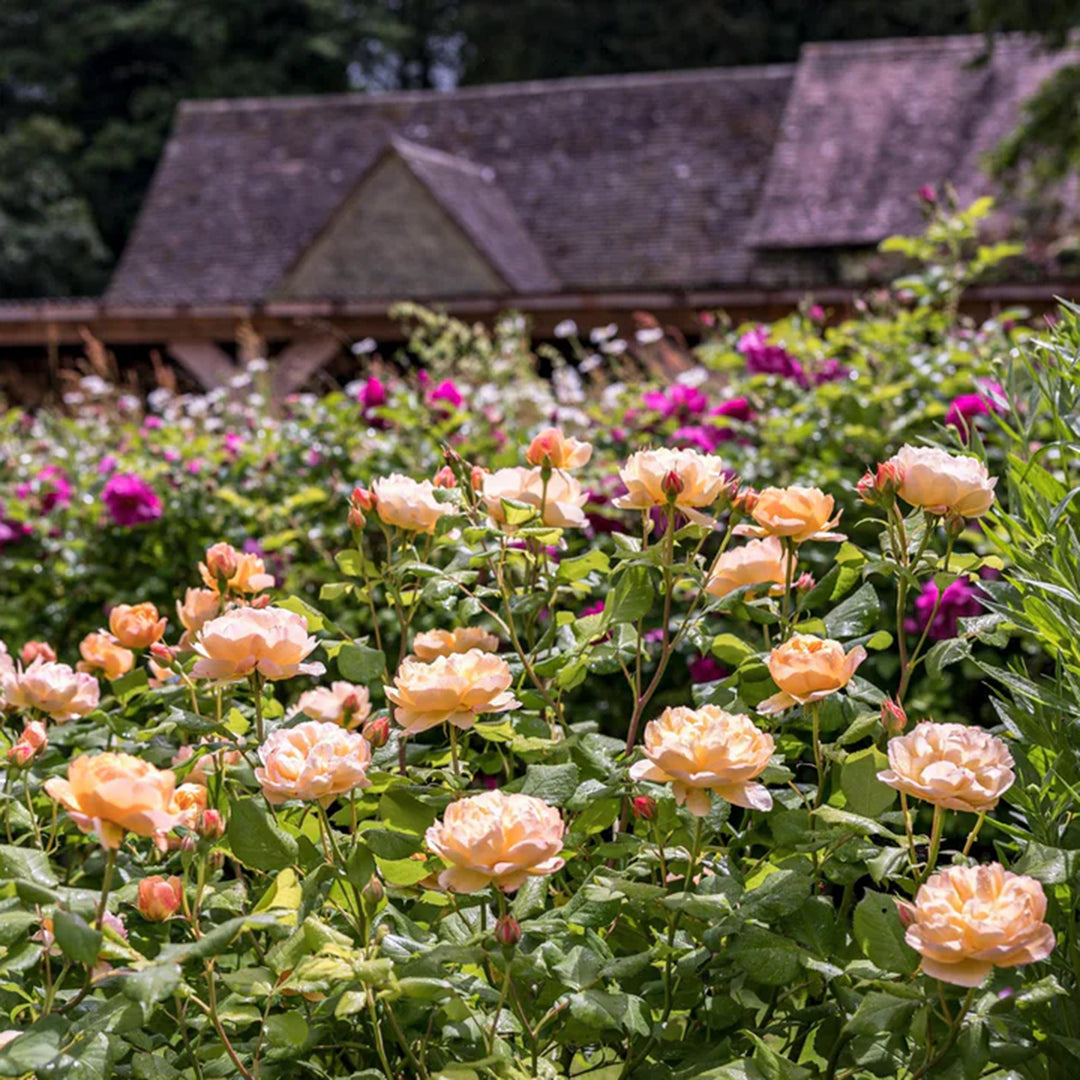 Rosa x 'Ausowlish' David Austin Rose, 5 Gallon Shrubs