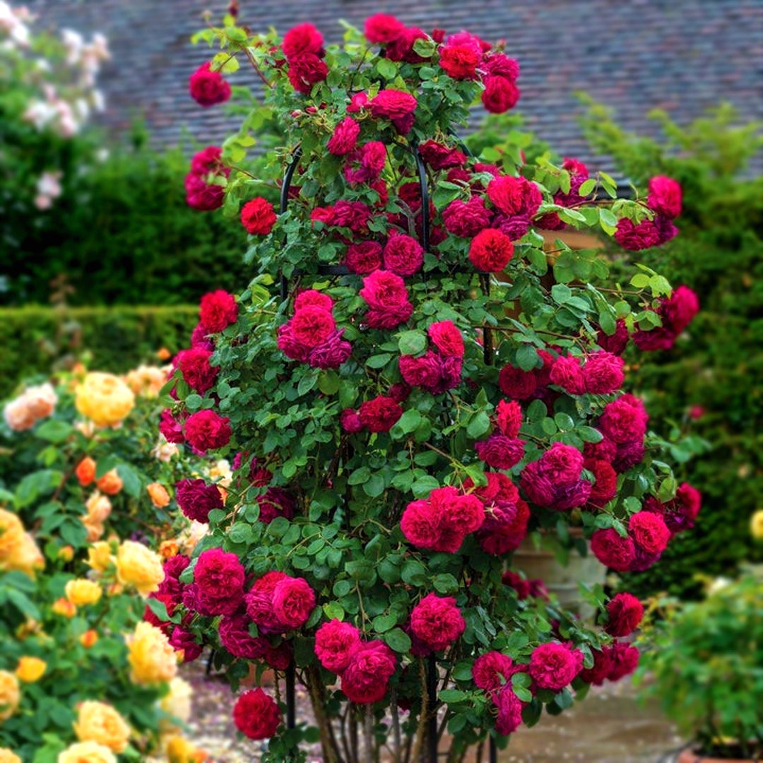 Rosa x 'Ausmove' David Austin Rose, 5 Gallon Shrubs