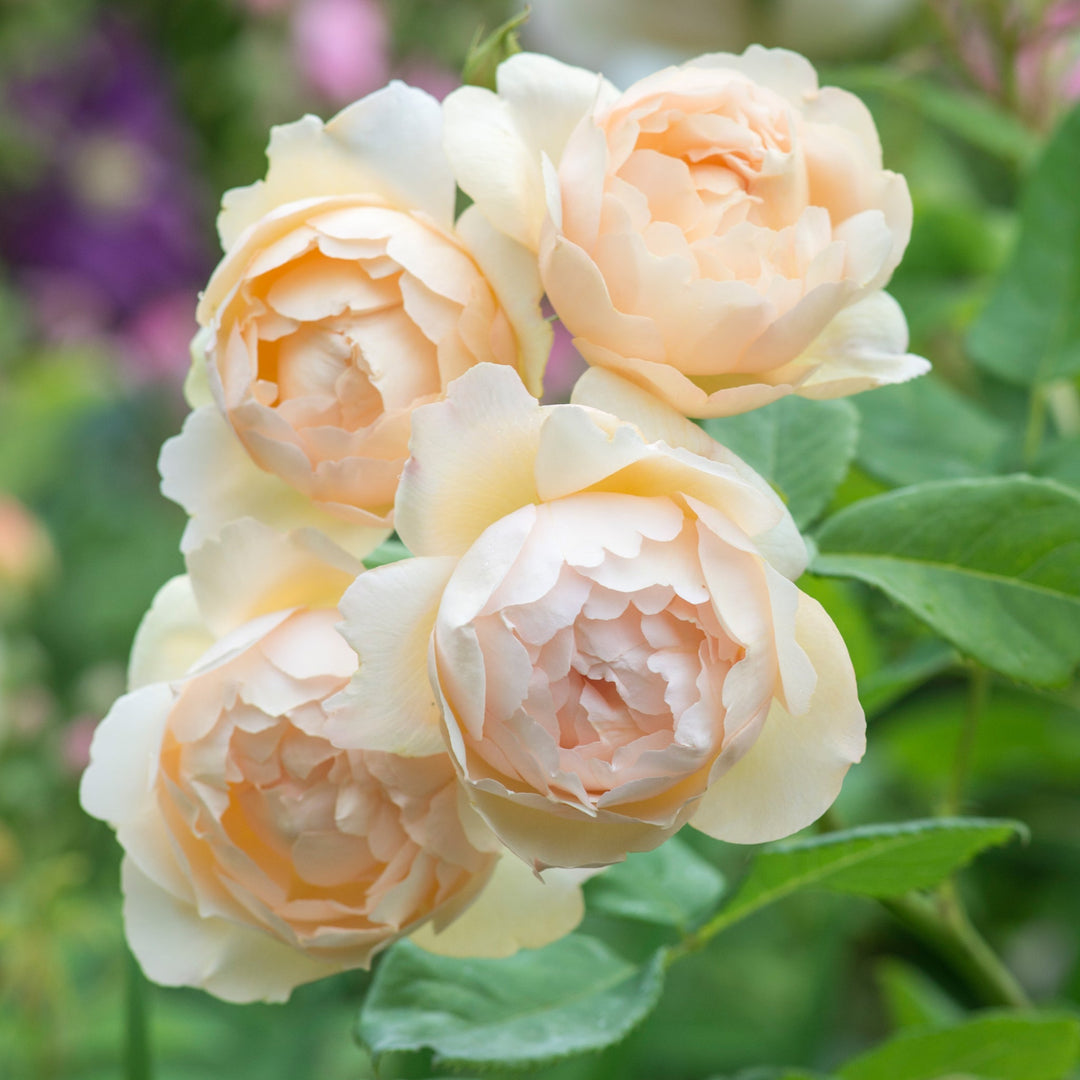 Rosa x 'Ausblanket' David Austin Rose, 3 Gallon Shrubs