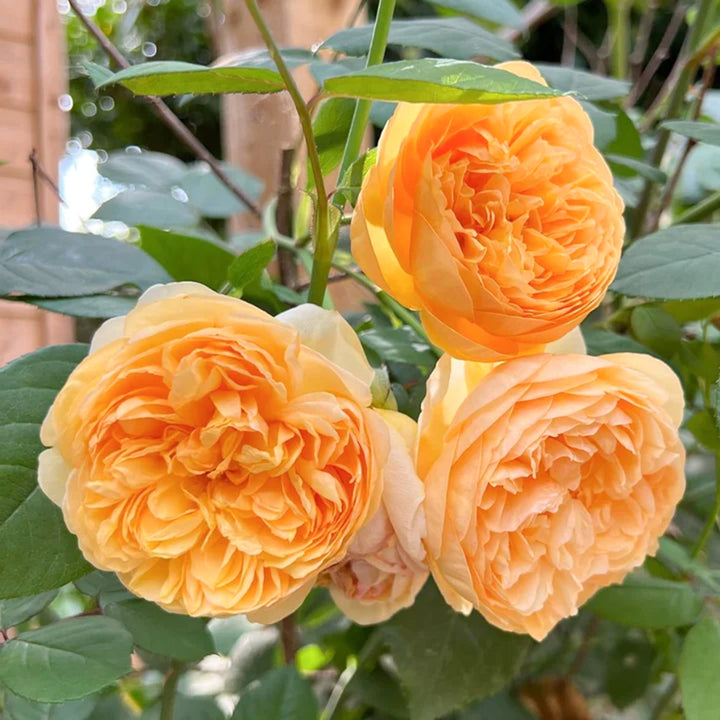 Rosa x 'Ausernie' David Austin Rose, 5 Gallon Shrubs