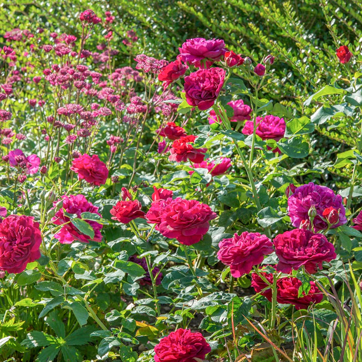 Rosa x 'Ausdecorum' David Austin Rose, 5 Gallon Shrubs