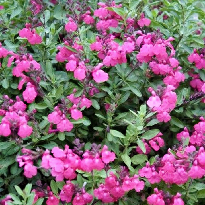 Al's Garden & Home 'Dayglow' Hardy Salvia (Salvia), 1 Gallon perennial