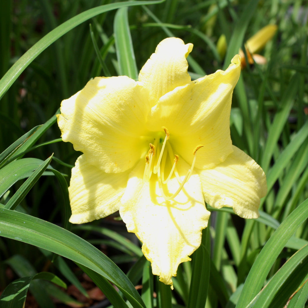 Hemerocallis 'Fragrant Returns' Daylily, 1 Gallon Perennials