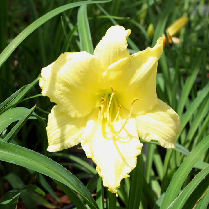 Hemerocallis 'Fragrant Returns' Daylily, 1 Gallon Perennials