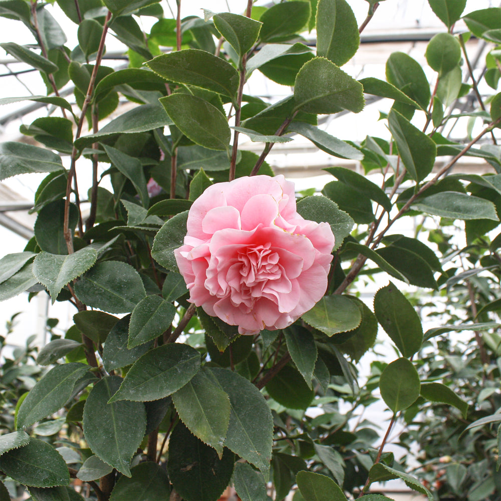 Camellia japonica 'Debutante' Camellia, Shrub