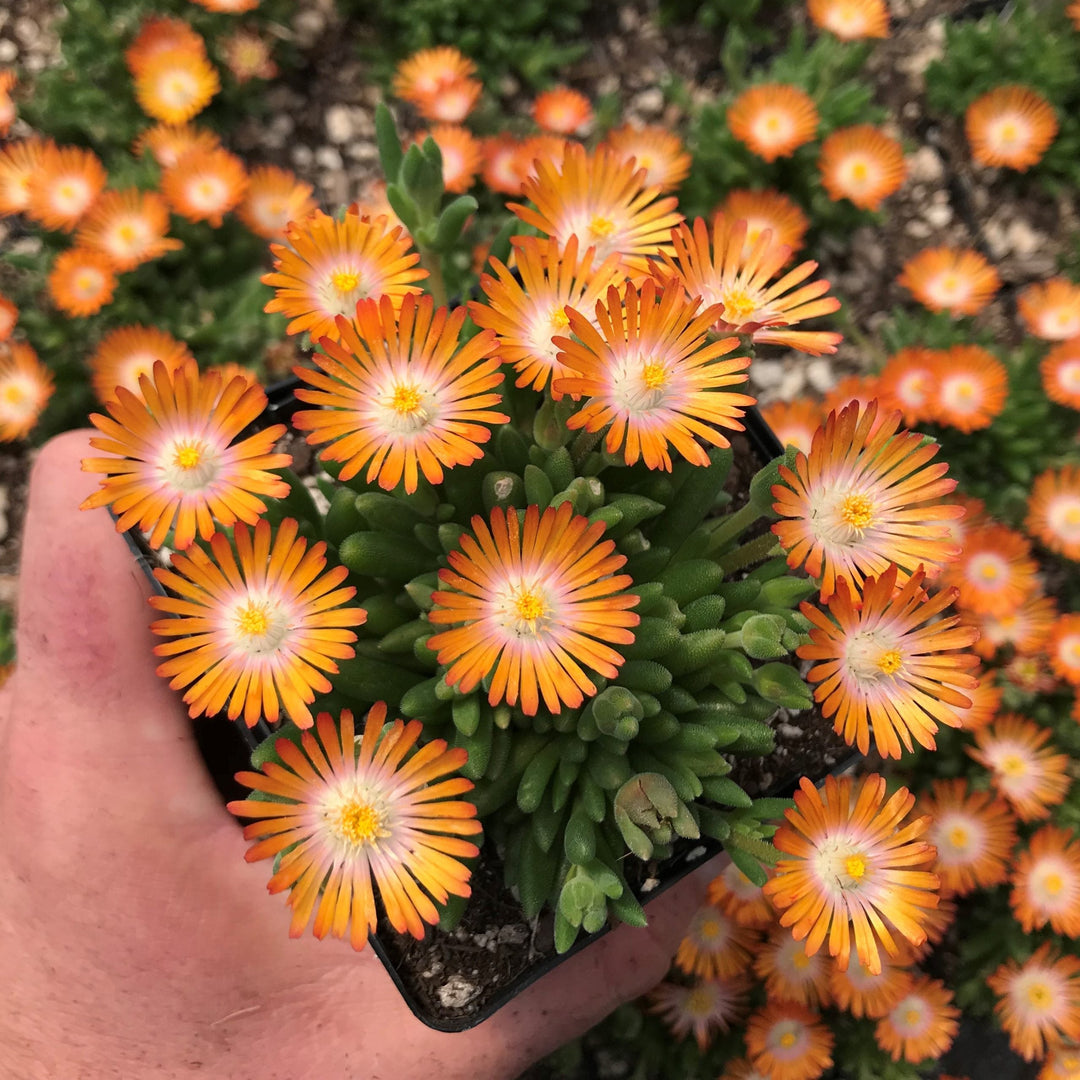Delosperma cooperi 'Jewel Of Desert Topaz' PP23492 Ice Plant, 1 Quart Perennials