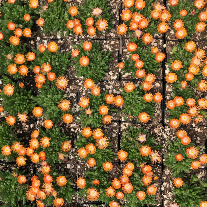 Delosperma cooperi 'Jewel Of Desert Topaz' PP23492 Ice Plant, 1 Quart Perennials