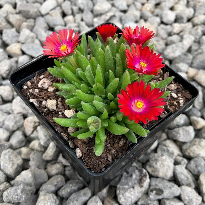 Delosperma cooperi 'Jewel Of Desert Garnet' PP23471 Ice Plant, 1 Quart Perennials