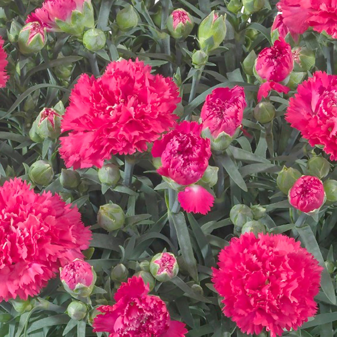 Dianthus caryophyllus 'Cerise Bling Bling' Carnation, 1 Gallon Perennials