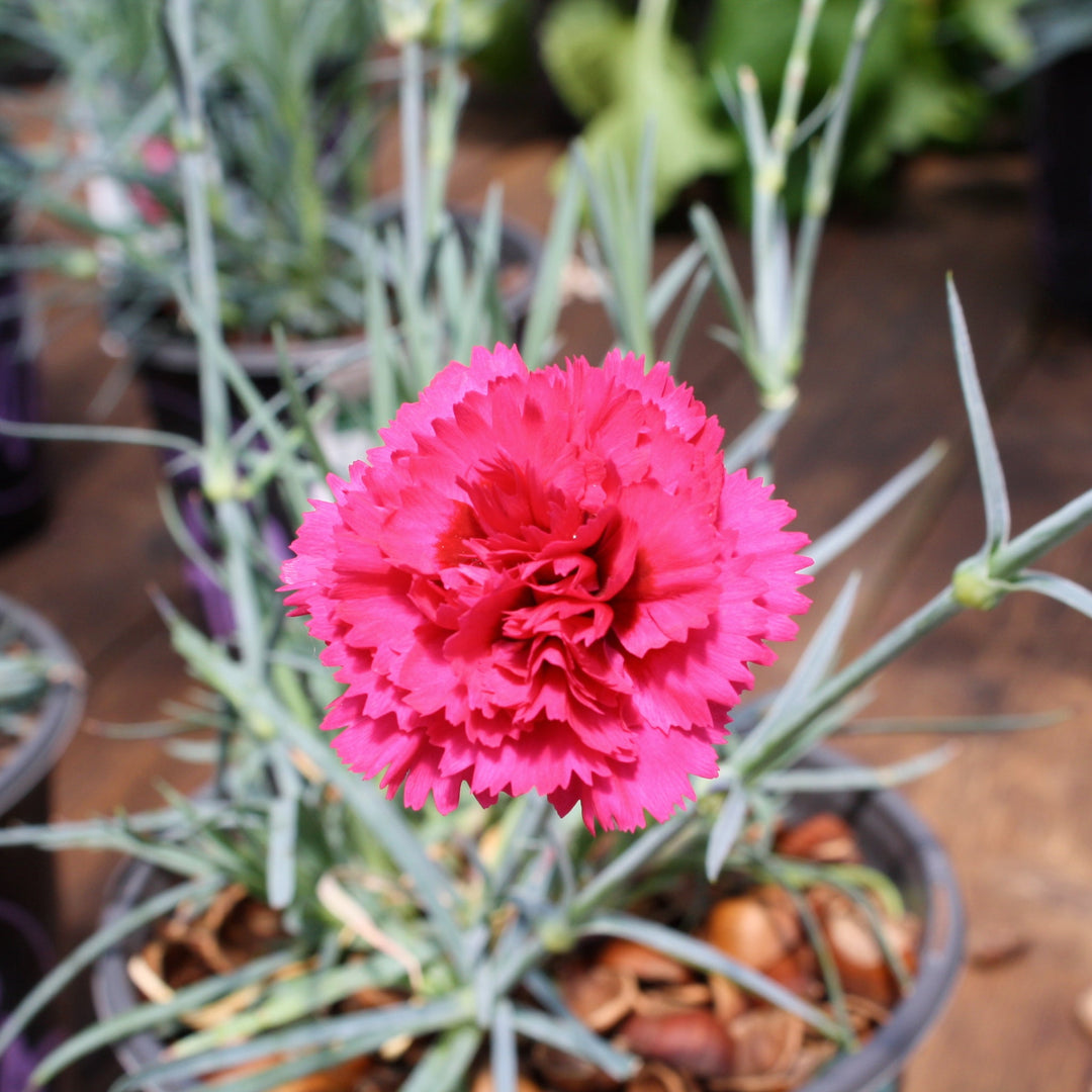 Dianthus caryophyllus 'Waterloo Sunset' PP21080 Carnation, 1 Gallon Perennials