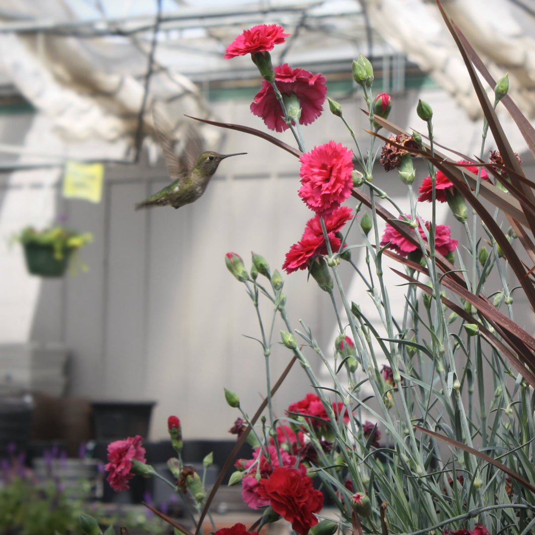Dianthus caryophyllus 'Waterloo Sunset' PP21080 Carnation, 1 Gallon Perennials