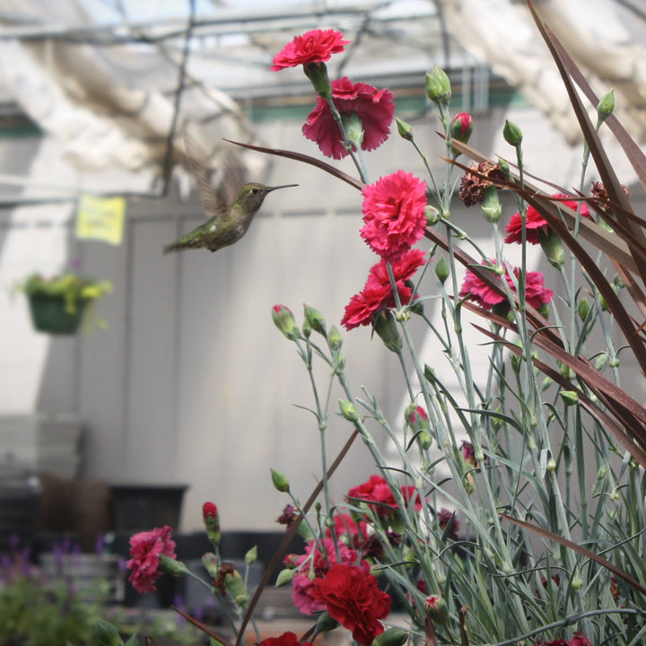Dianthus caryophyllus 'Waterloo Sunset' PP21080 Carnation, 1 Gallon Perennials