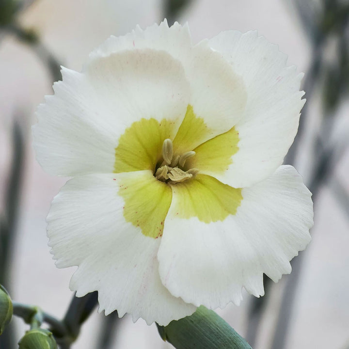 Dianthus 'Key Lime Pie' Carnation, 1 Gallon Perennials