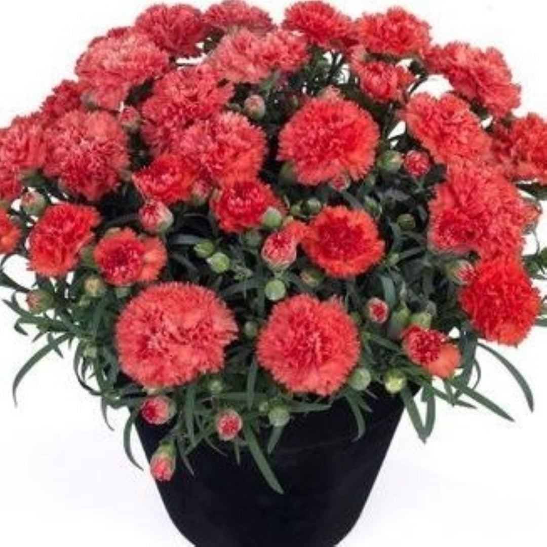 Dianthus caryophyllus 'Orange Bling Bling' Carnation, 1 Gallon Perennials