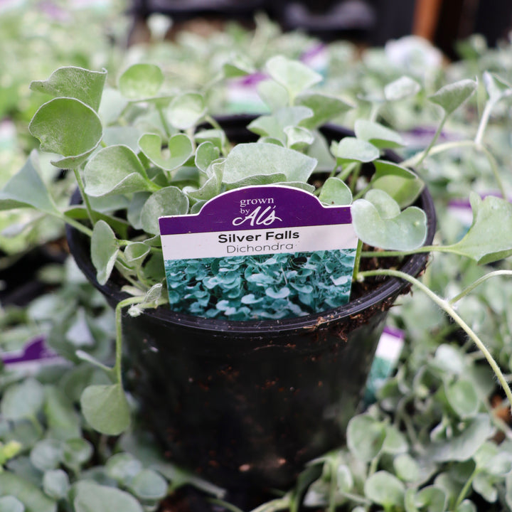 Dichondra argentea 'Silver Falls' Silver Ponysfoot, 4 Inch Annuals