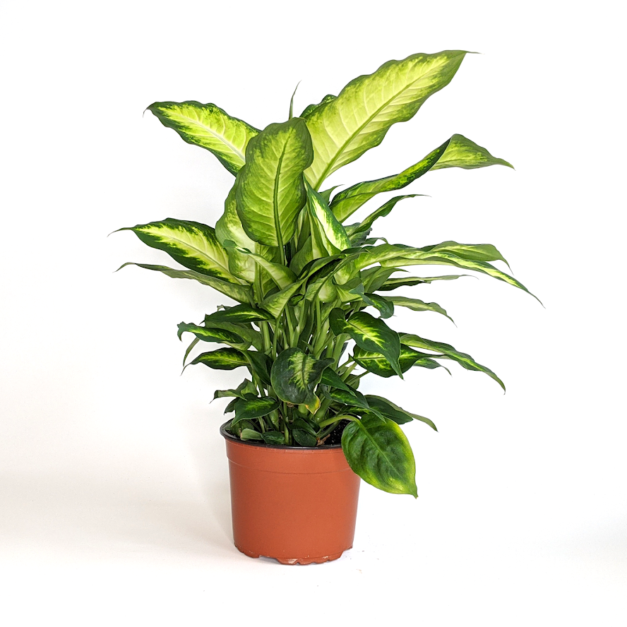 Dieffenbachia seguine 'Camille' Dieffenbachia, 6 Inch Houseplants