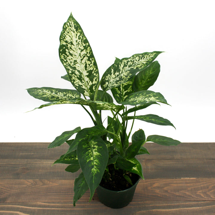 Dieffenbachia seguine 'Compacta' Dieffenbachia, 8 Inch Houseplants