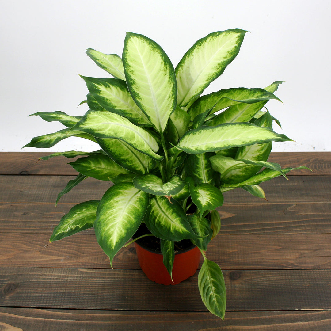 Dieffenbachia seguine 'Camille' Dieffenbachia, 6 Inch Houseplants