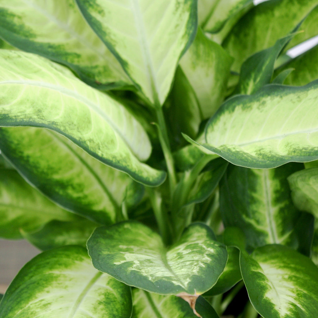 Dieffenbachia seguine 'Camille' Dieffenbachia, 6 Inch Houseplants