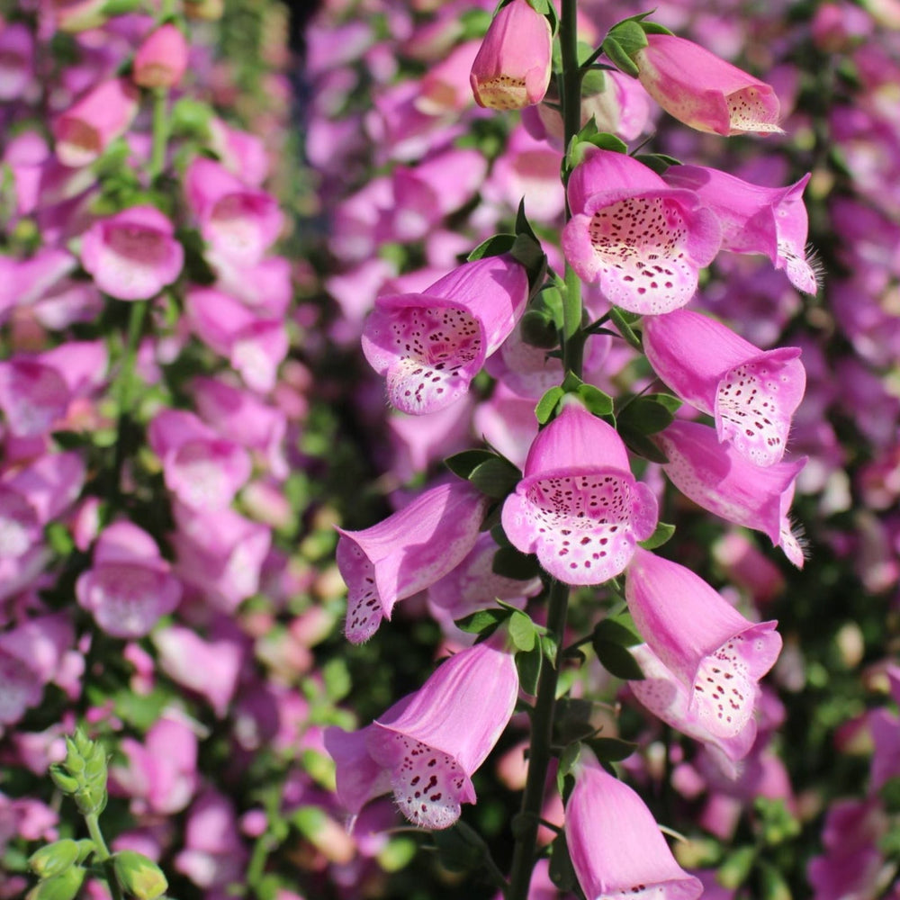 Digitalis x 'Pink Panther' Foxglove, 1 Gallon Perennials