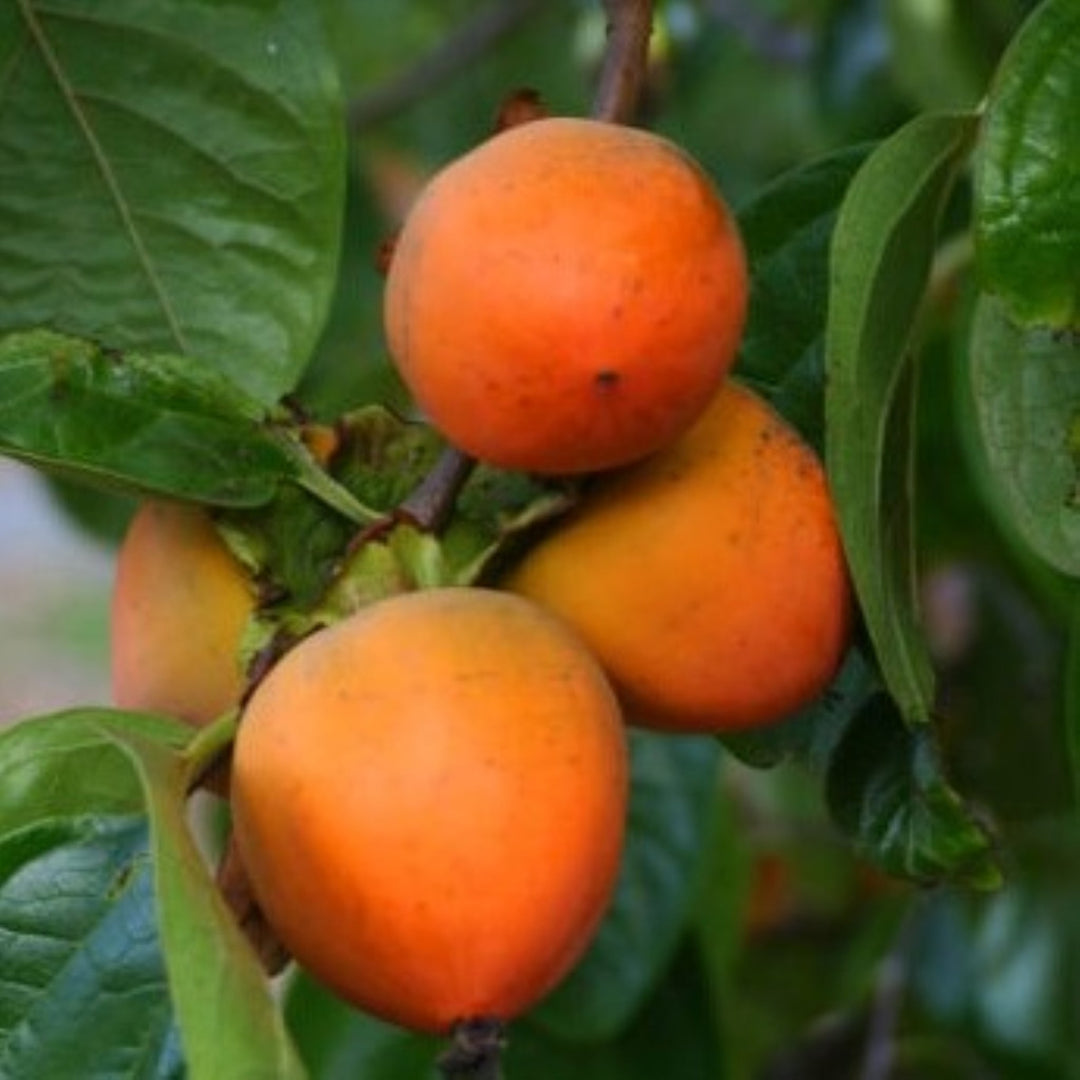 Diospyros kaki 'Hachiya' Persimmon Tree, Bare Root Trees