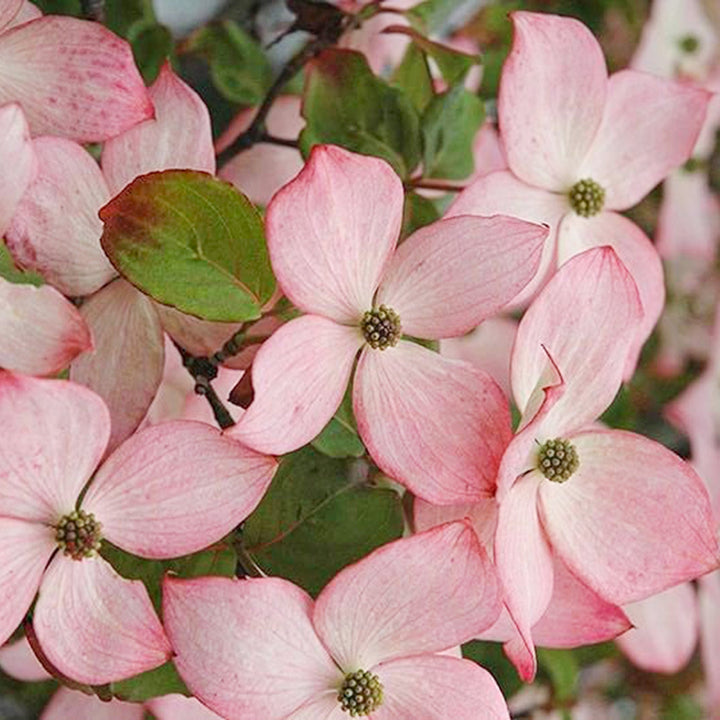 Cornus kousa 'Schmred' Kousa Dogwood, 7 Gallon Trees